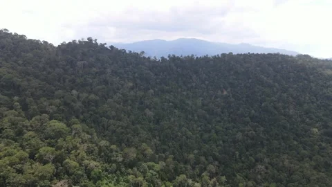 Drone fly towards Forest Reserve in Raya Hills, Pahang Video stock 149111907