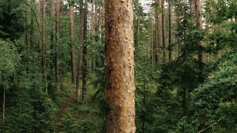 Drone Fly View Of Pine Tree Trunk From Top To Bottom Video stock 156450155