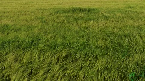 Drone fly Windy Wheat Fields near summer Stock Footage 312680444