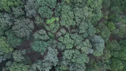 Drone flyby above the green forest Stock Footage 300003595