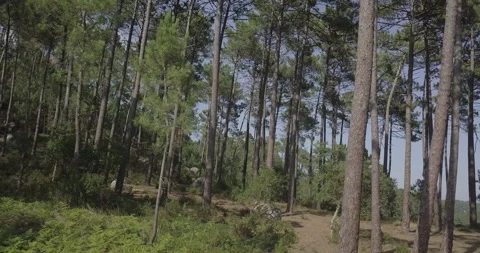 Drone Flyby of Forest Canopy from Right to Left Stock Footage 311941345