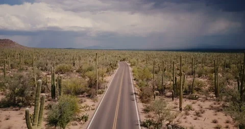 Drone flying above beautiful empty desert road in big Saguaro cactus field in Stock Footage 104138470