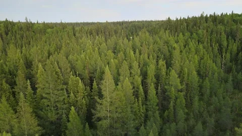Drone flying above a boreal forest of spruce and pine trees. Stock Footage 156131365