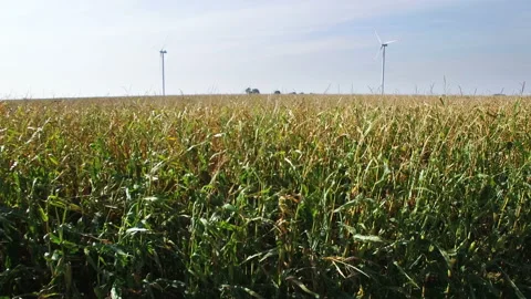 Drone flying above corn field Stock Footage 88529345
