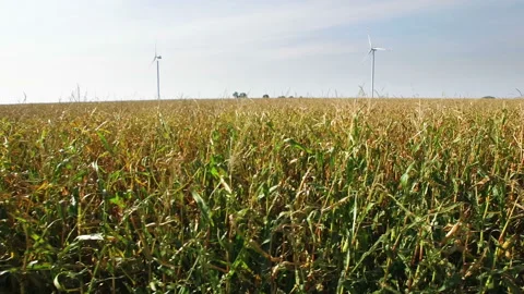 Drone flying above corn field Stock Footage 88529485