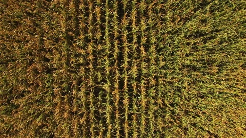 Drone flying above corn field Stock Footage 88531195