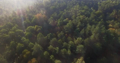 Drone flying above endless green treetops dense woods forest in morning sun  Stock Footage 96212451
