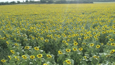 Drone flying above endless yellow sunflower field in hot summer day Stock Footage 157667738