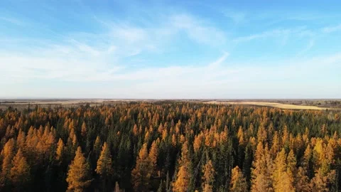 Drone flying above a fall colored forest of larch and spruce trees  Stock Footage 219637739