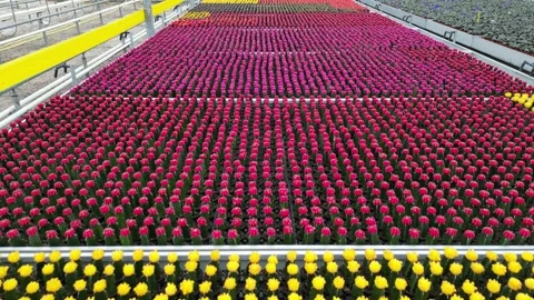 Drone - Flying Above Fast Multi-Color Mini Cactus' Stock Footage 314227111