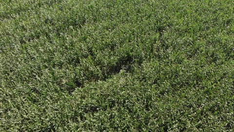 Drone flying above field of green growing plants Stock Footage 247796014