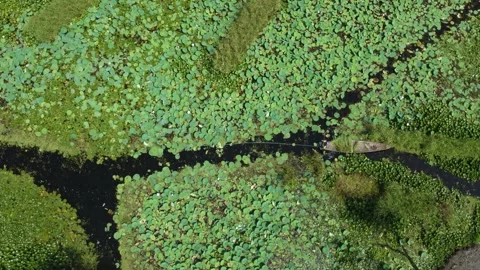 Drone flying above floating lotus fields and passing boat. Stock Footage 310786494