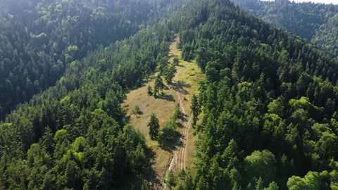 Drone flying above the forest on the hill with footpath in georgian mountains Stock Footage 229836277