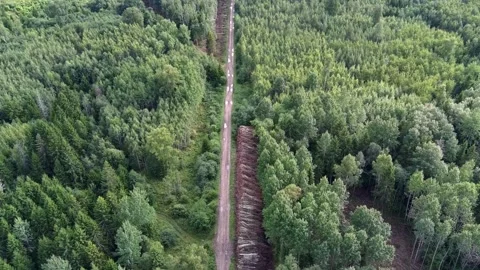 Drone flying above a forest road and logging area in Estonia Stock Footage 343306914