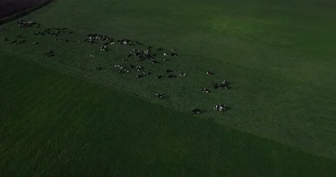 Drone flying above green field with cows flock grazing below outdoors summer. Stock Footage 101264306