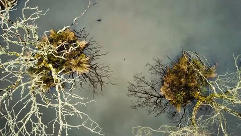 Drone flying above lake looking down on eerie trees Stock Footage 73559645