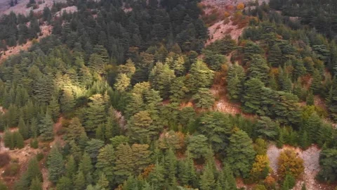 Drone Flying Above Mountain Forest with Mixed Pine and Autumn Foliage 動画素材 331100994