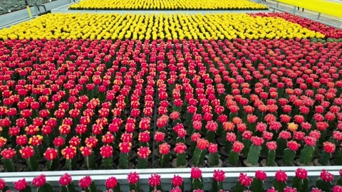 Drone - Flying Above Multi-Color Mini Cactus' PART 2 Stock Footage 314227146