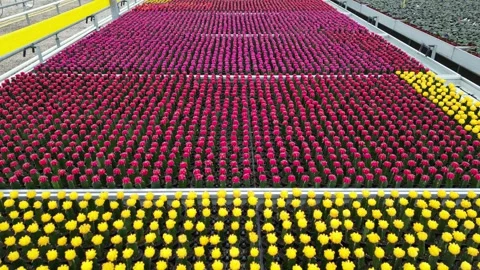 Drone - Flying Above Multi-Color Mini Cactus' Stock Footage 314227180