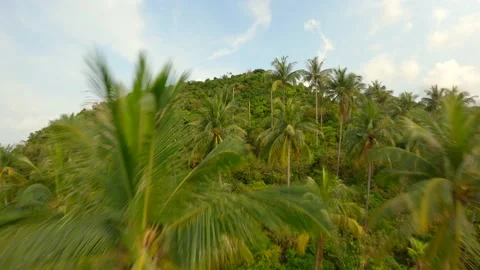 Drone flying above palm trees on the green hills of a tropical island paradise. Stock Footage 235590833