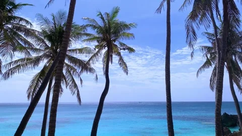 Drone flying above palm trees with the sea scene Stock Footage 241871722