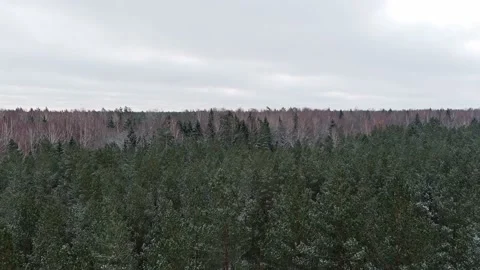 Drone Flying Above Pine tree Forest After The First Snow Stock-Footage 145878368