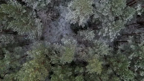 Drone Flying Above Pine tree Forest After The First Snow Stock-Footage 145878403
