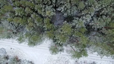 Drone Flying Above Pine tree Forest After The First Snow Stock-Footage 145878514