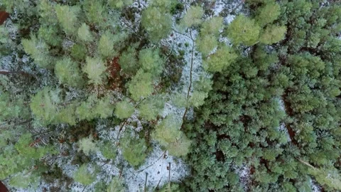 Drone Flying Above Pine tree Forest After The First Snow Stock-Footage 145878571