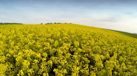 Drone flying above rapeseed crop fields Stock Footage 49966601