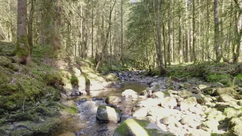 Drone flying above the river with water flowing on rocks in pine forest vosges Stock Footage 306804486
