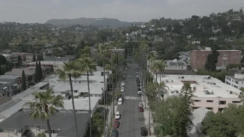Drone Flying Above Road Lined with Tall Palm Trees in Hollywood, D-Cinelike Stock Footage 238790181