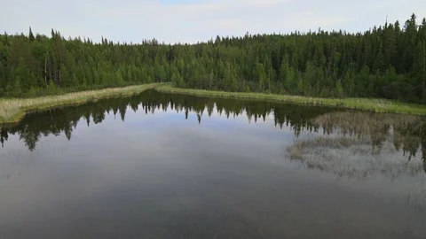 Drone flying above a small lake towards a forest of evergreen trees. Stock Footage 156131321