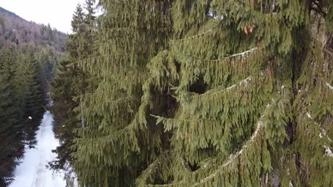Drone Flying Above Snow Covered Trees in Remote Wilderness Stock Footage 324565745