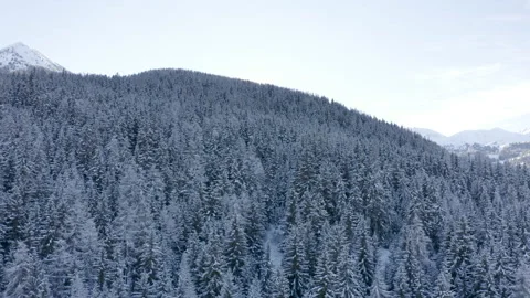 Drone flying above a snowy forest travelling above the trees discovering the Stock Footage 145699649