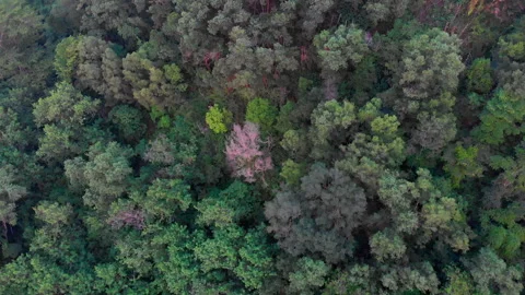Drone Flying Above Trees Stockbeeldmateriaal 172323428