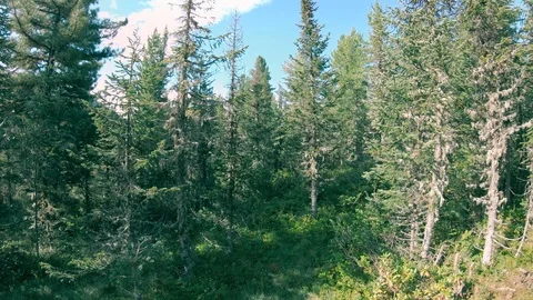 Drone flying up above the trees in forest Stock Footage 121696646