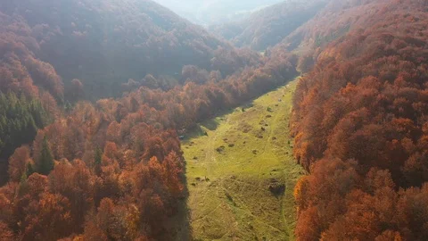 Drone flying above treetops on Mount Gretna, PA, in late summer, early autumn Stock Footage 118394920