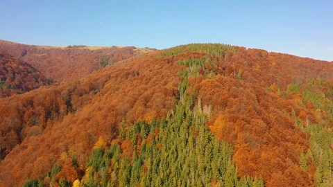 Drone flying above treetops on Mount Gretna, PA, in late summer, early autumn Stockbeeldmateriaal 118395231