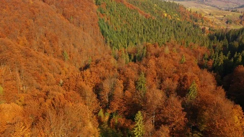 Drone flying above treetops on Mount Gretna, PA, in late summer, early autumn Stockbeeldmateriaal 118395507