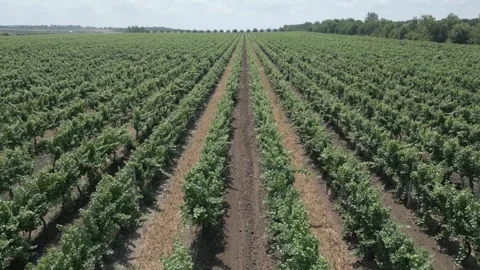 Drone flying above vineyard with symmetrical grapevine rows 스톡 동영상 341824227