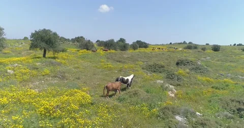 Drone flying above wild running horses at open nature fields. Free wild scene of Stock Footage 157698283