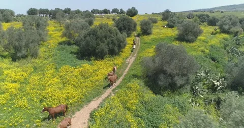 Drone flying above wild running horses at open nature fields. Free wild scene of Stock Footage 157698524