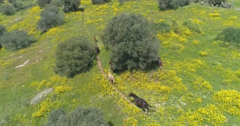 Drone flying above wild running horses at open nature fields. Free wild scene of Stock Footage 157698545