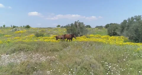 Drone flying above wild running horses at open nature fields. Free wild scene of Stock Footage 157698728