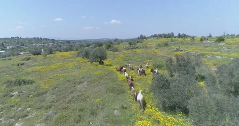 Drone flying above wild running horses at open nature fields. Free wild scene of Video stock 157698832
