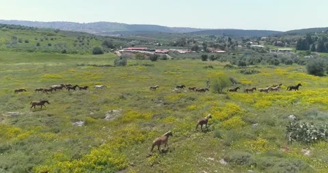 Drone flying above wild running horses at open nature fields. Free wild scene of Stock Footage 157698939