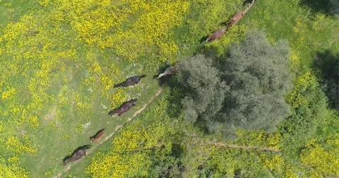 Drone flying above wild running horses at open nature fields. Free wild scene of Stock Footage 157698982