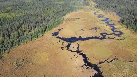Drone flying above a winding beaver stream flowing through dense northern Stock Footage 329867987