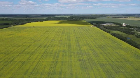 Drone flying above a yellow blooming canola field under a blue sky surrounded by Stock Footage 306623085